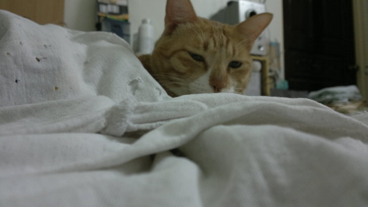 Picture of a cat / kitten / feline