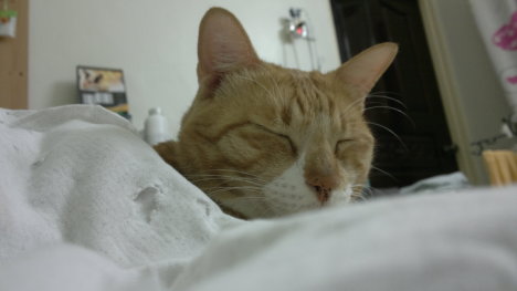 Picture of a cat / kitten / feline