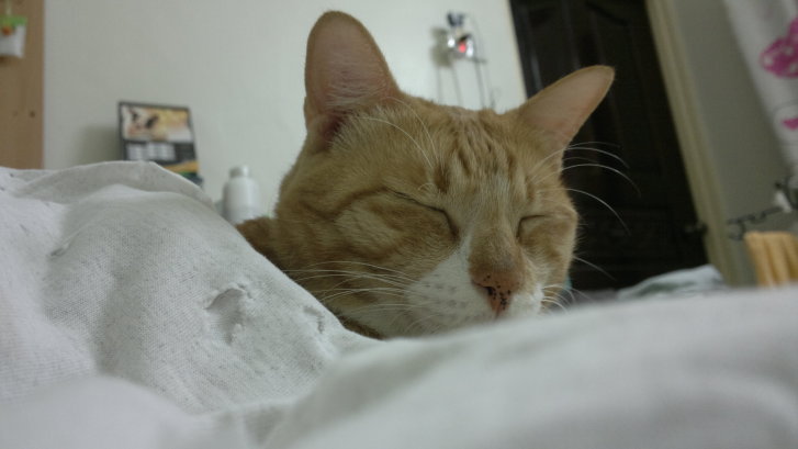 Picture of a cat / kitten / feline