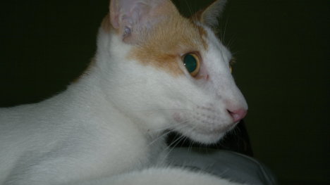 Picture of a cat / kitten / feline