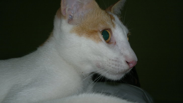 Picture of a cat / kitten / feline