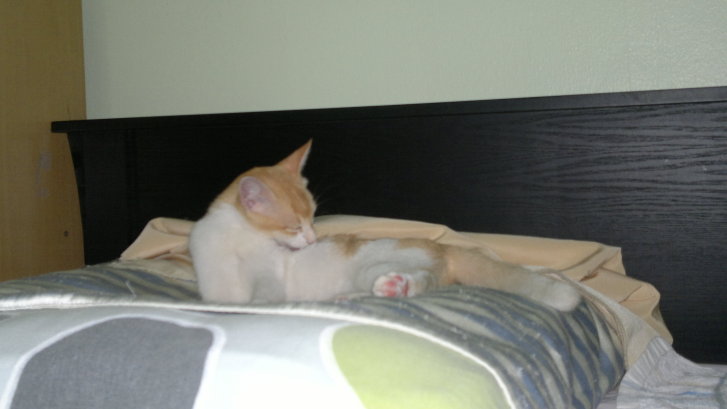 Picture of a cat / kitten / feline