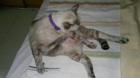 Picture of a cat / kitten / feline