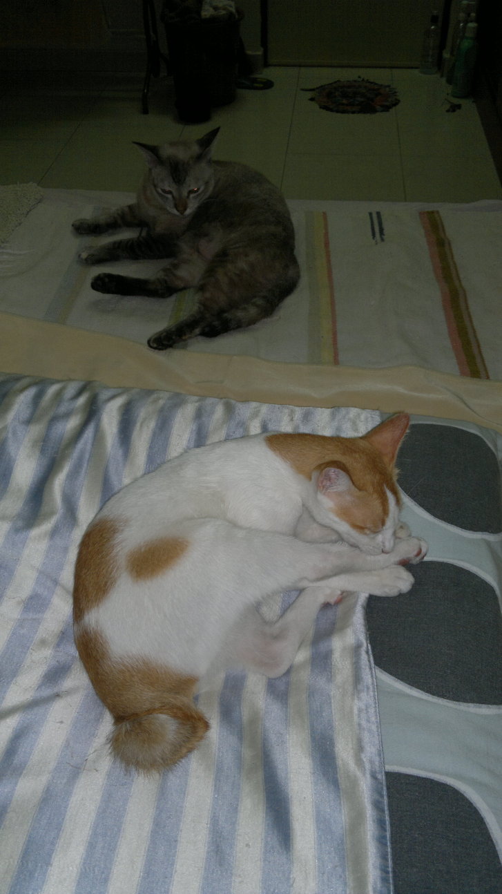 Picture of a cat / kitten / feline