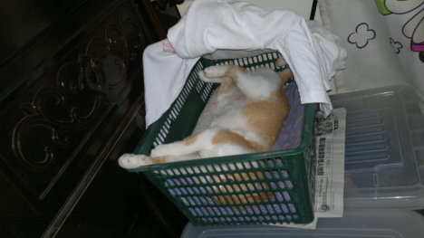 Picture of a cat / kitten / feline