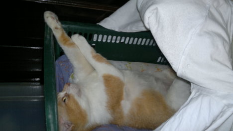 Picture of a cat / kitten / feline