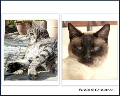 Picture of a cat / kitten / feline