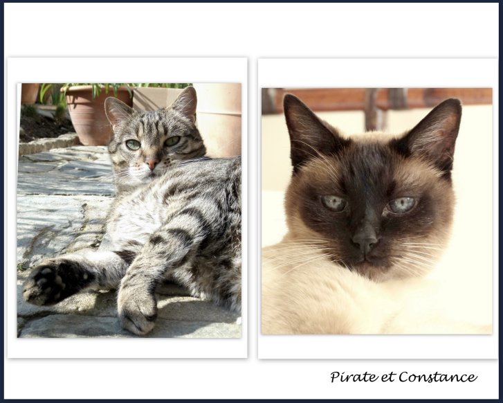 Picture of a cat / kitten / feline