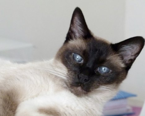 Picture of a cat / kitten / feline