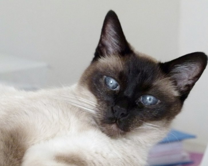 Picture of a cat / kitten / feline