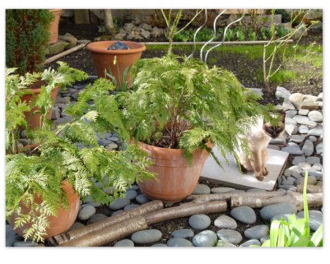 Picture of a cat / kitten / feline