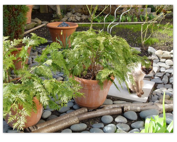 Picture of a cat / kitten / feline