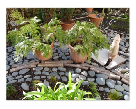 Picture of a cat / kitten / feline