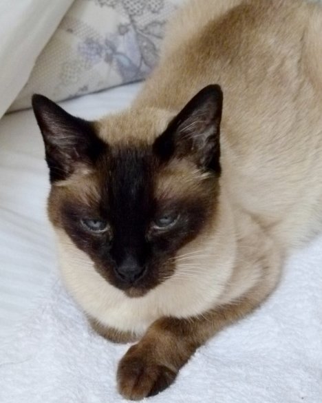 Picture of a cat / kitten / feline