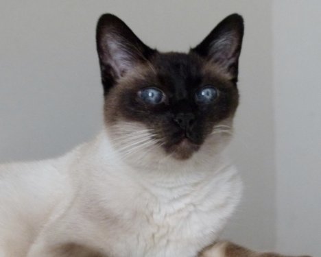 Picture of a cat / kitten / feline