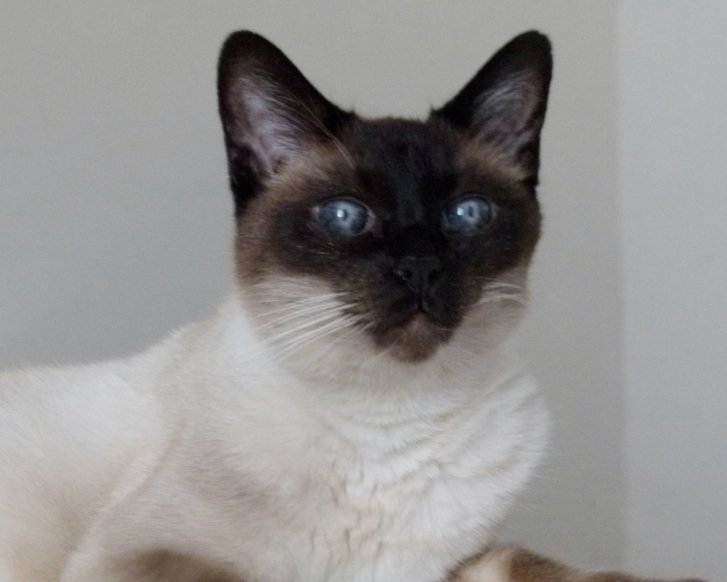 Picture of a cat / kitten / feline