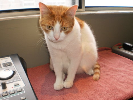 Picture of a cat / kitten / feline