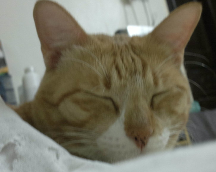 Picture of a cat / kitten / feline