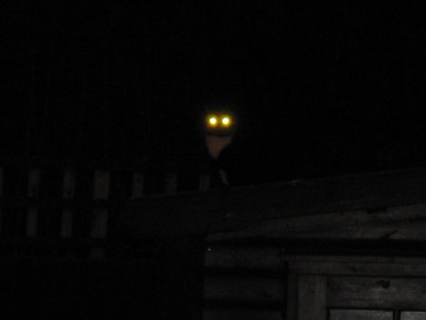 Picture of a cat / kitten / feline