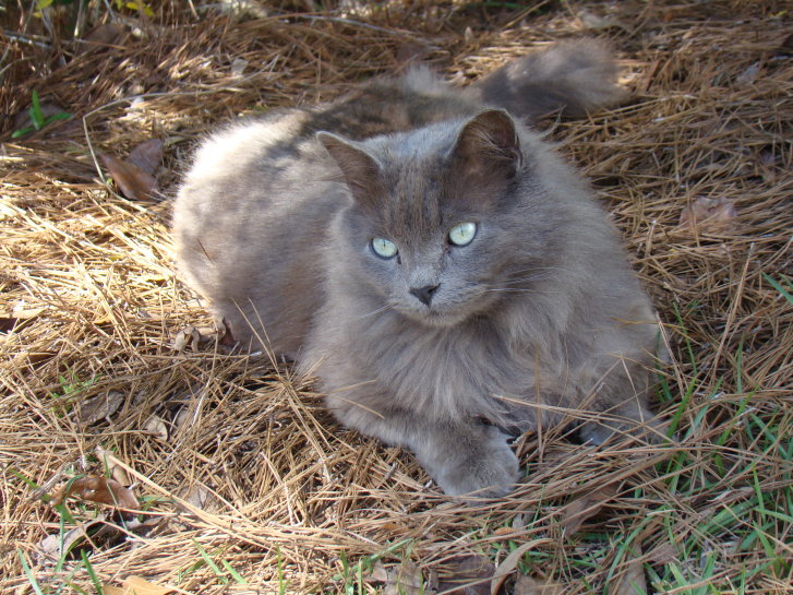 Picture of a cat / kitten / feline