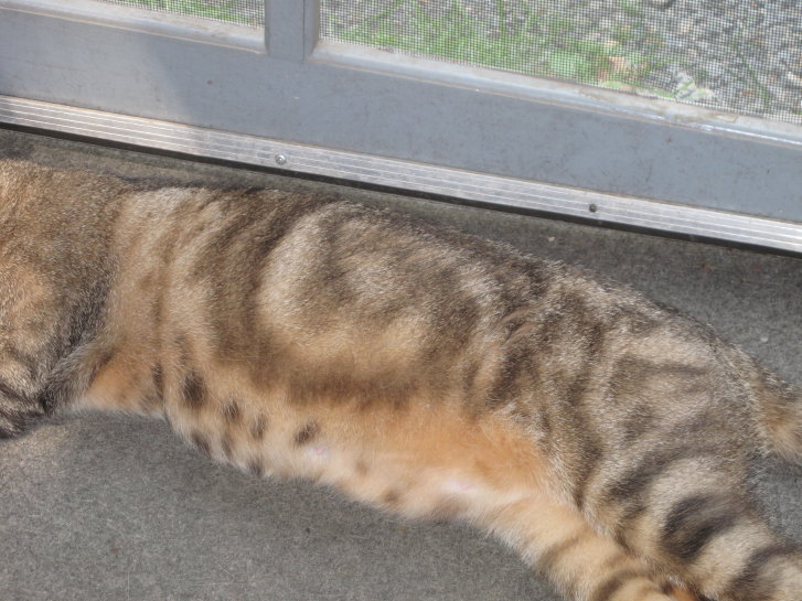 Picture of a cat / kitten / feline