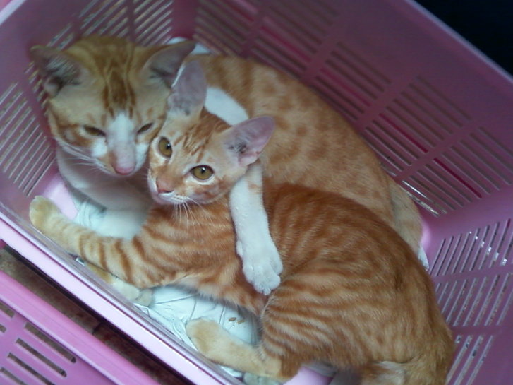 Picture of a cat / kitten / feline