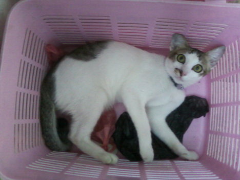 Picture of a cat / kitten / feline