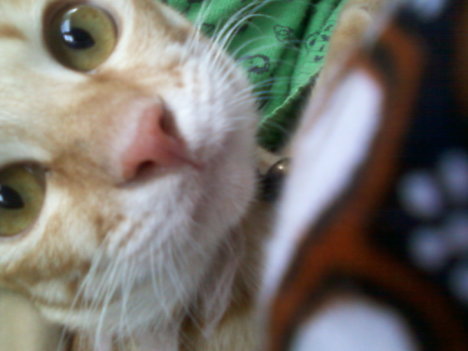 Picture of a cat / kitten / feline