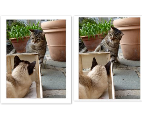 Picture of a cat / kitten / feline