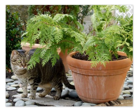 Picture of a cat / kitten / feline