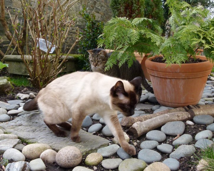 Picture of a cat / kitten / feline