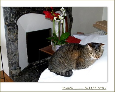 Picture of a cat / kitten / feline