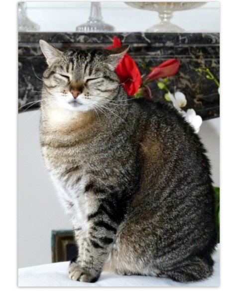 Picture of a cat / kitten / feline