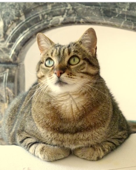 Picture of a cat / kitten / feline