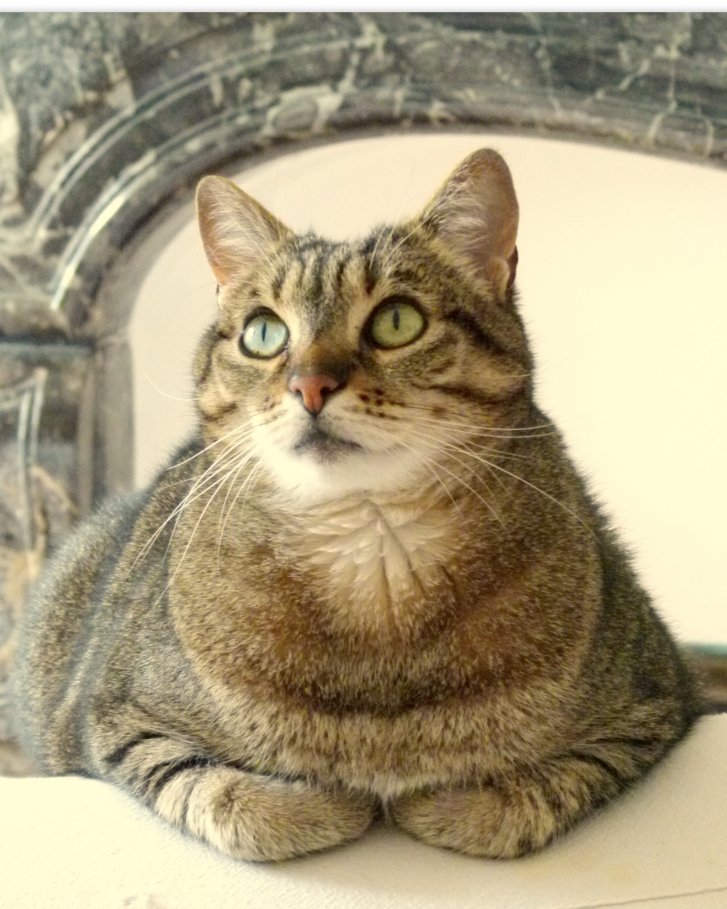 Picture of a cat / kitten / feline