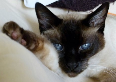 Picture of a cat / kitten / feline