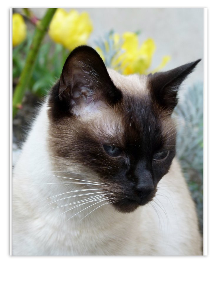 Picture of a cat / kitten / feline