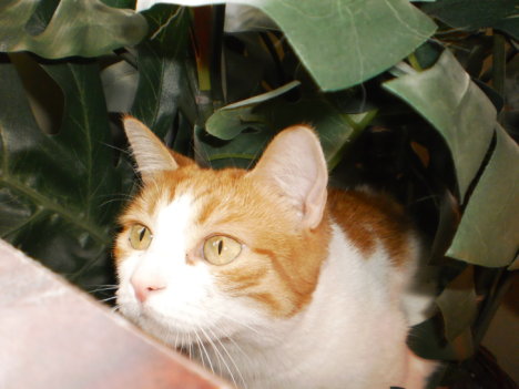 Picture of a cat / kitten / feline