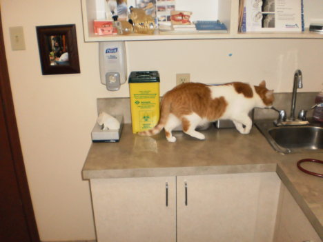 Picture of a cat / kitten / feline