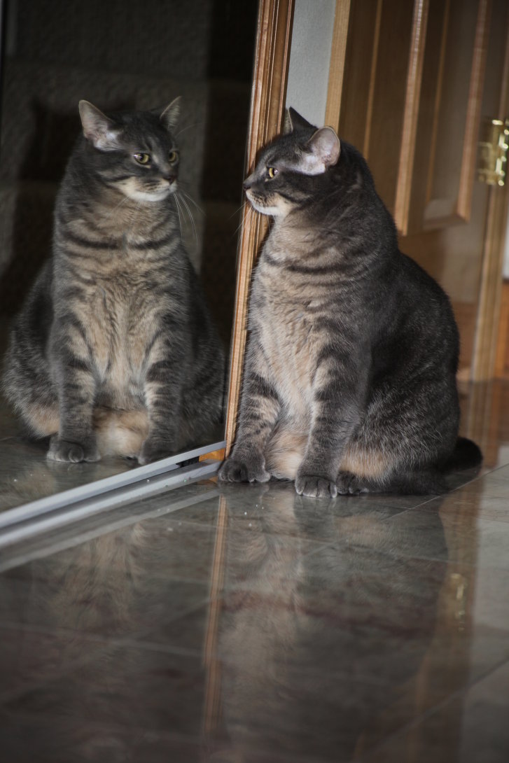 Picture of a cat / kitten / feline