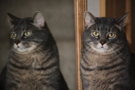 Picture of a cat / kitten / feline