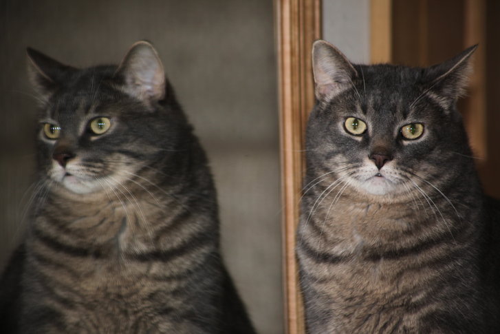 Picture of a cat / kitten / feline