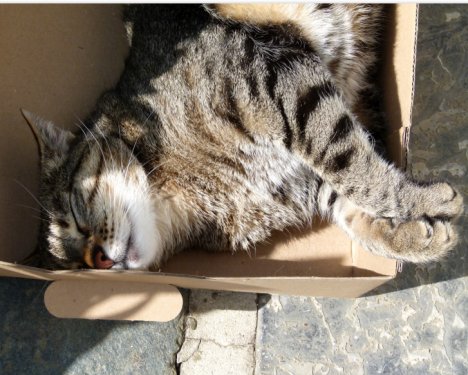 Picture of a cat / kitten / feline