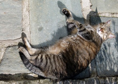 Picture of a cat / kitten / feline