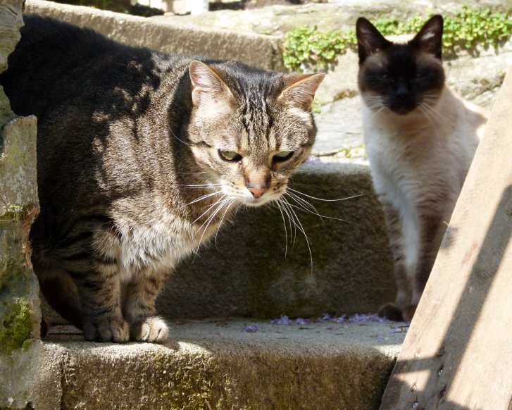 Picture of a cat / kitten / feline