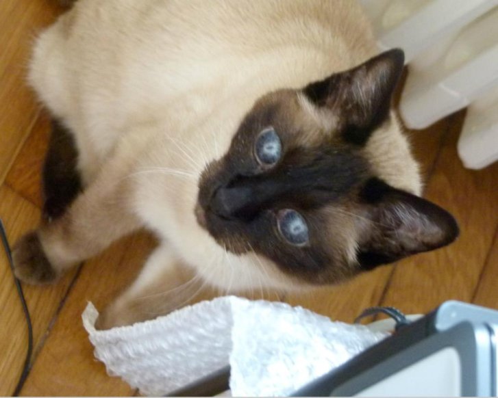 Picture of a cat / kitten / feline