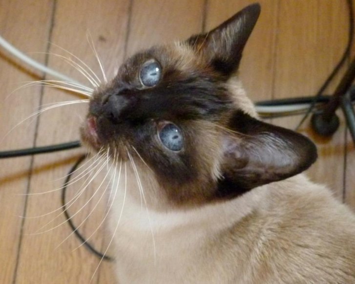 Picture of a cat / kitten / feline