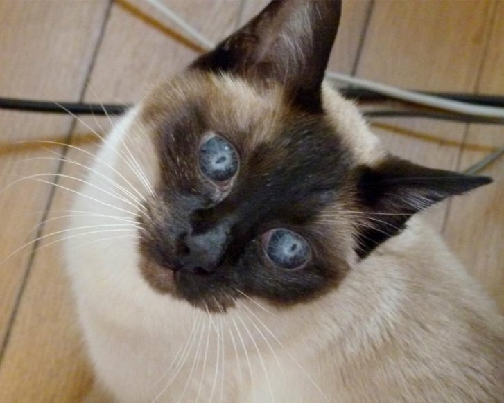 Picture of a cat / kitten / feline