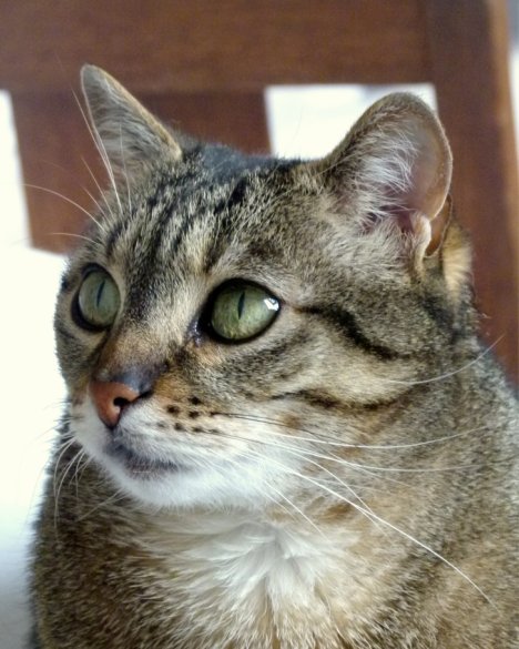 Picture of a cat / kitten / feline