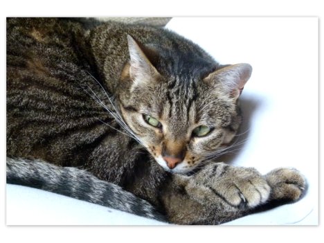 Picture of a cat / kitten / feline